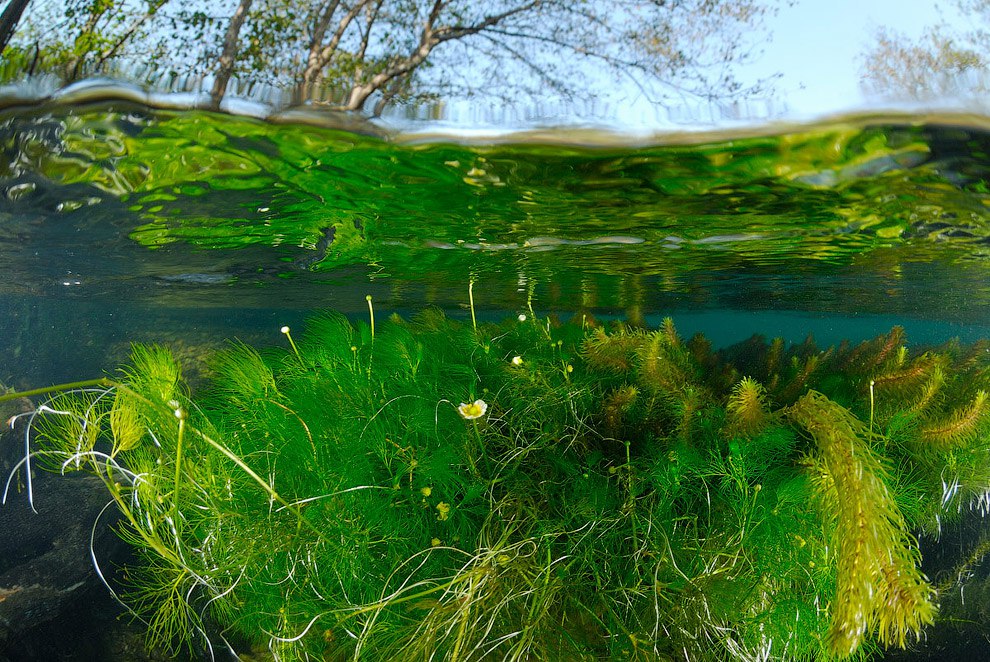 Водоросли В Воде Фото — Фото Картинки