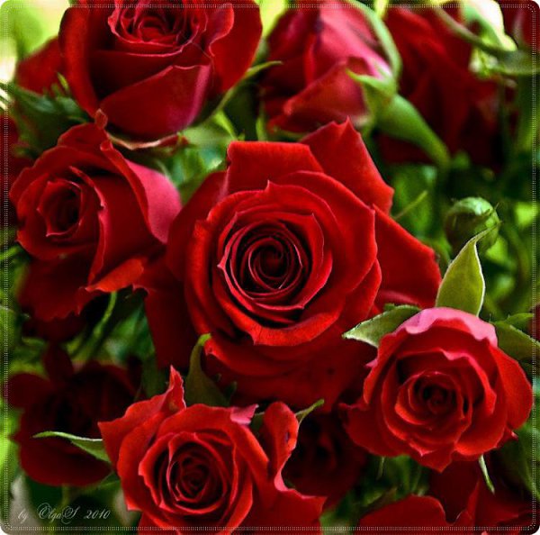 Розы Для Поздравления Светлану