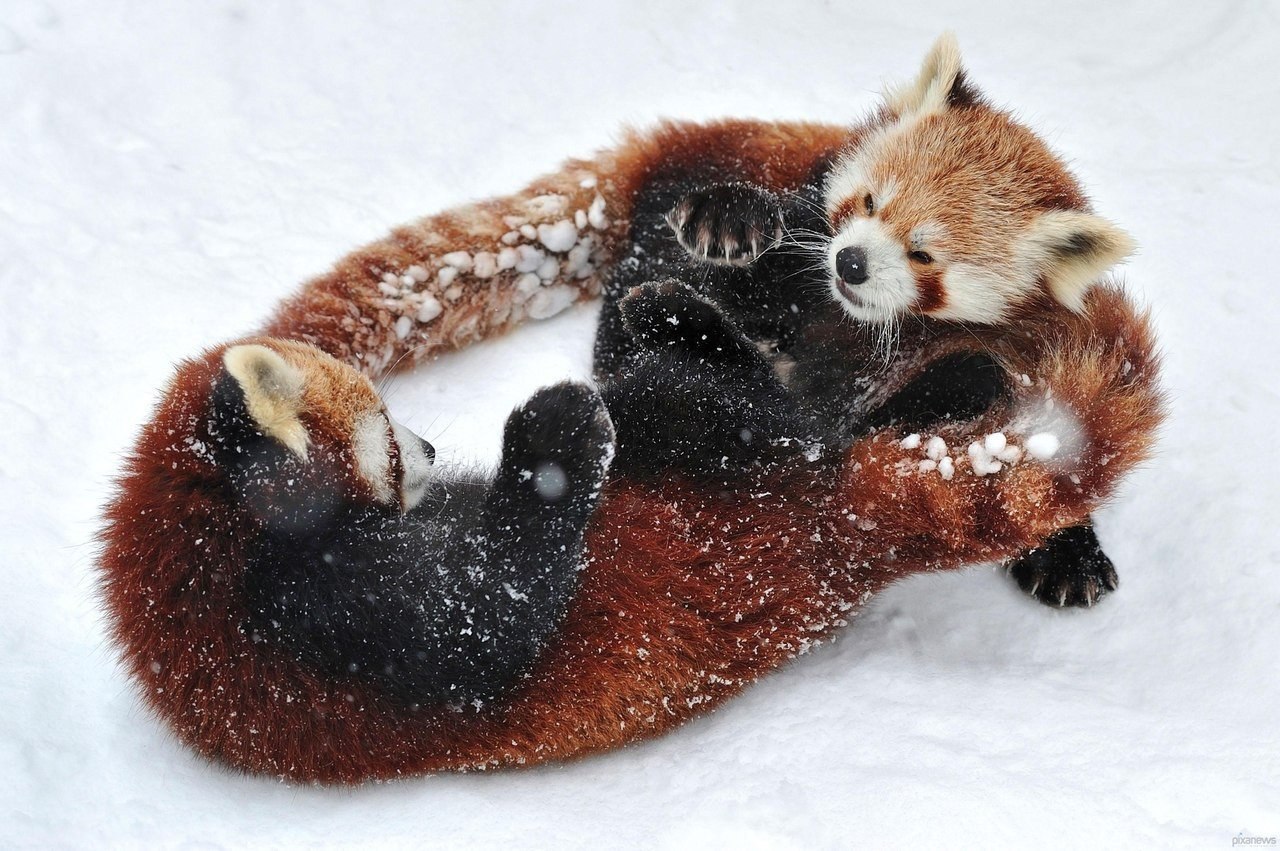 Милые звери в снегу