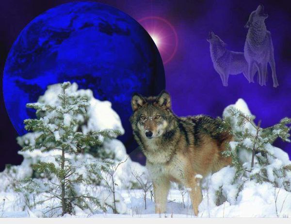 Новогоднее Поздравление От Волка
