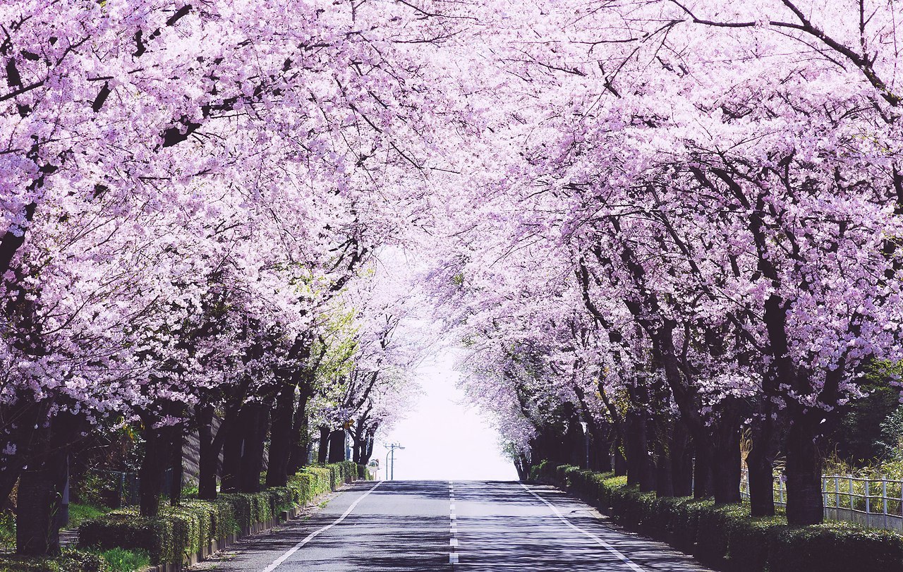 Весна в Японии дороги