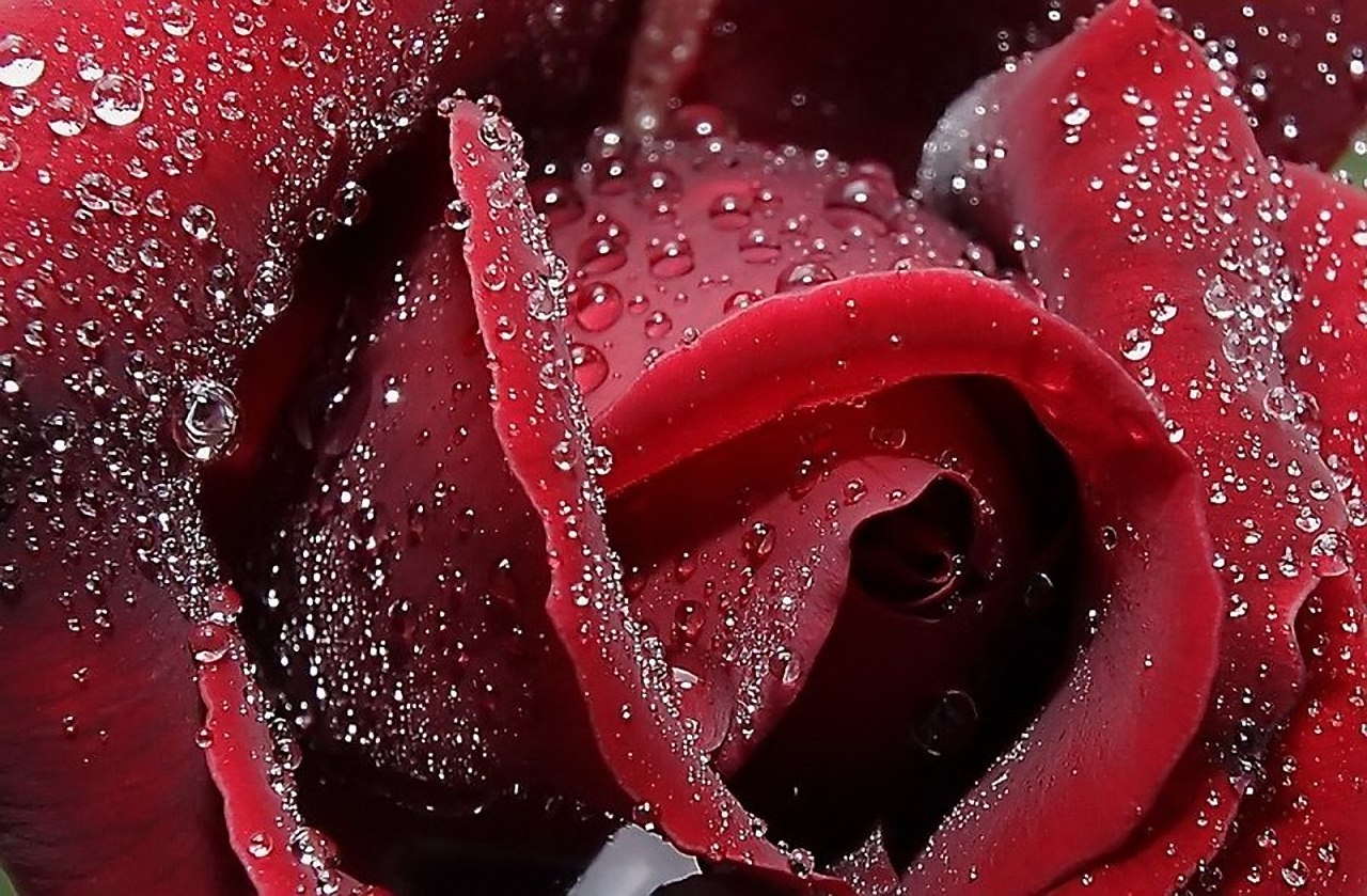 Роза бордовая фотообои