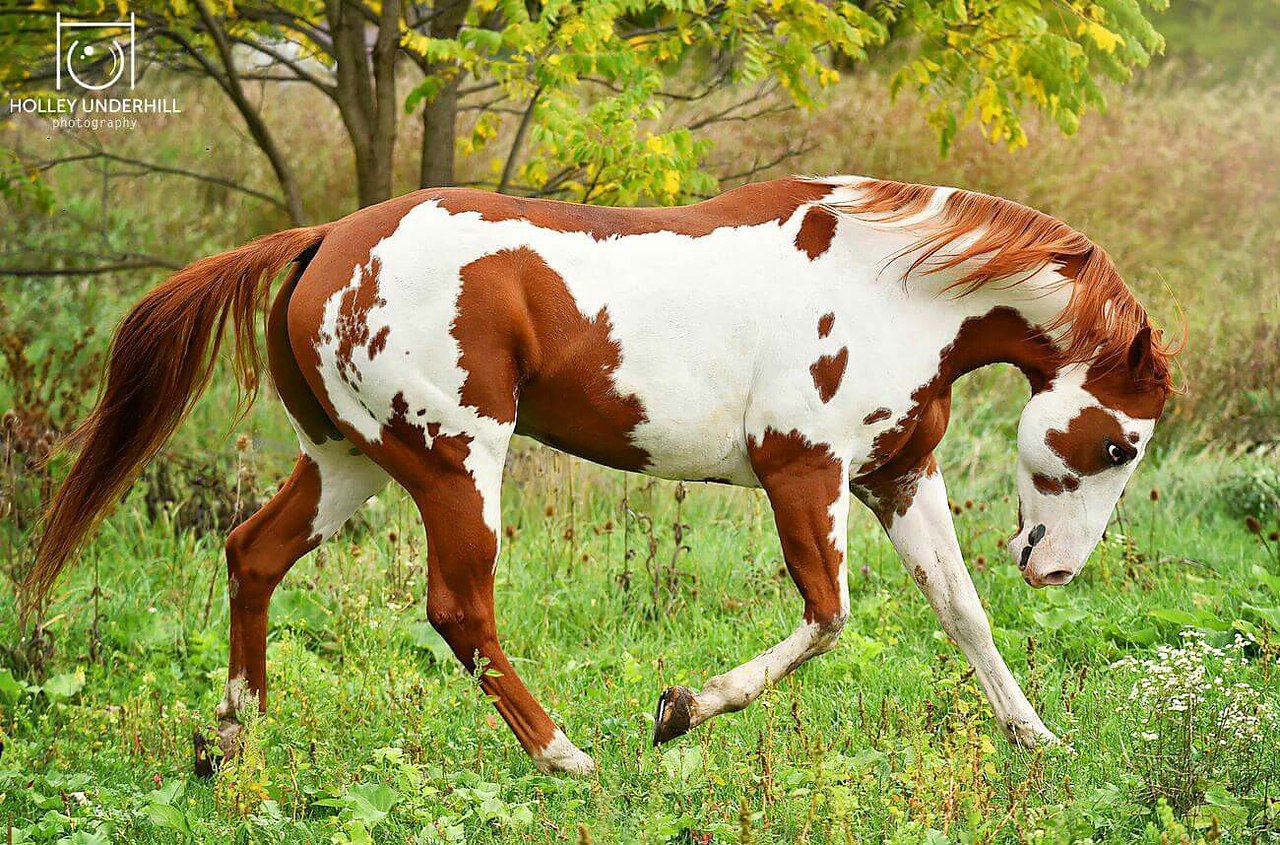 Американский Пейнтхорс лошадь