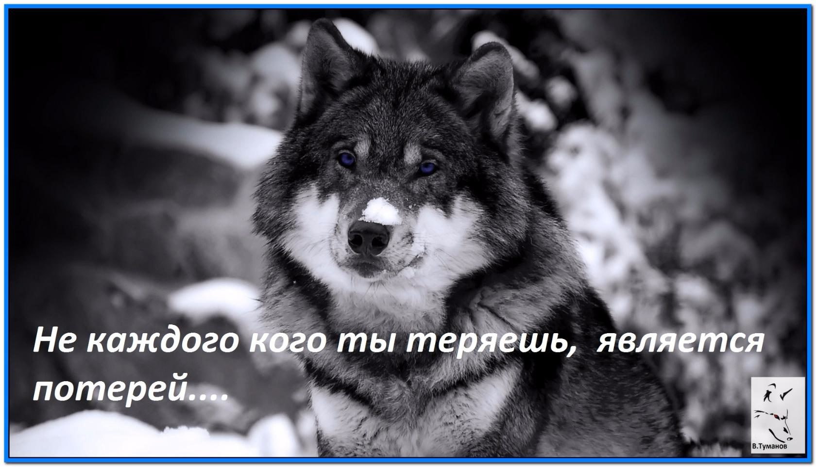 Цитаты про сильный дух волка