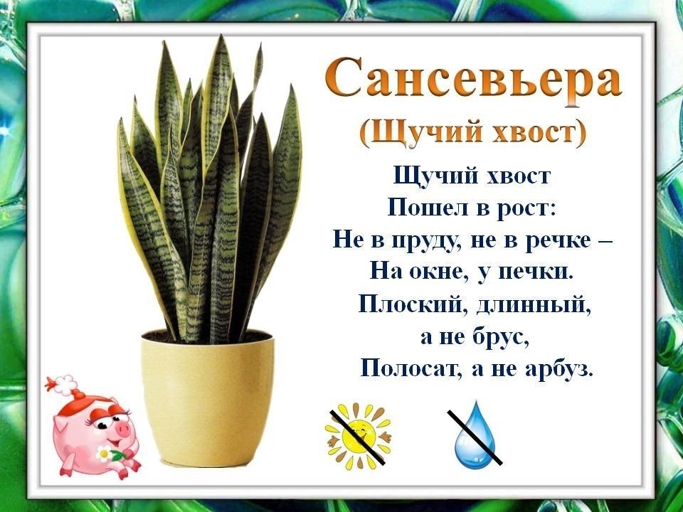 Картинки Комнатные Растения Для Дошкольников