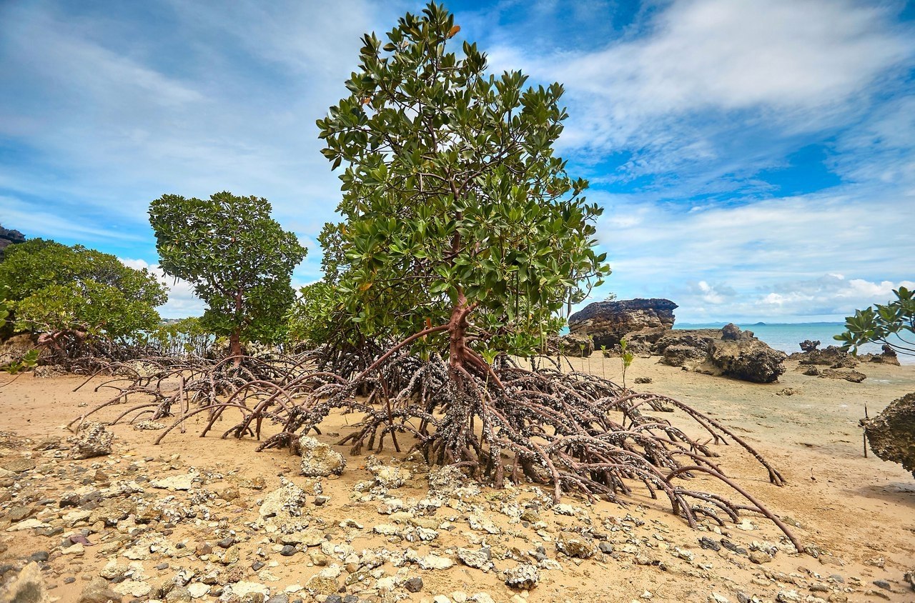 Ходячие корни мангровых деревьев
