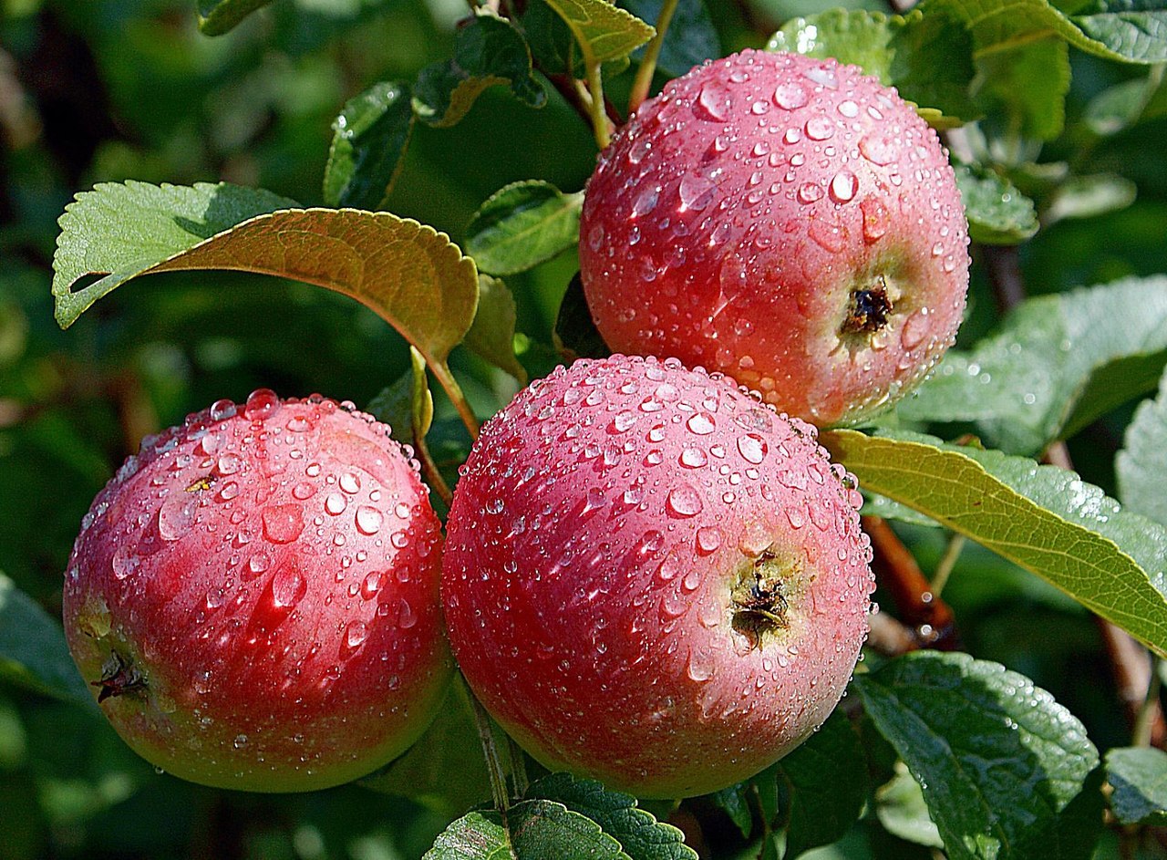 Сорта яблок сада Крутовского Красноярск
