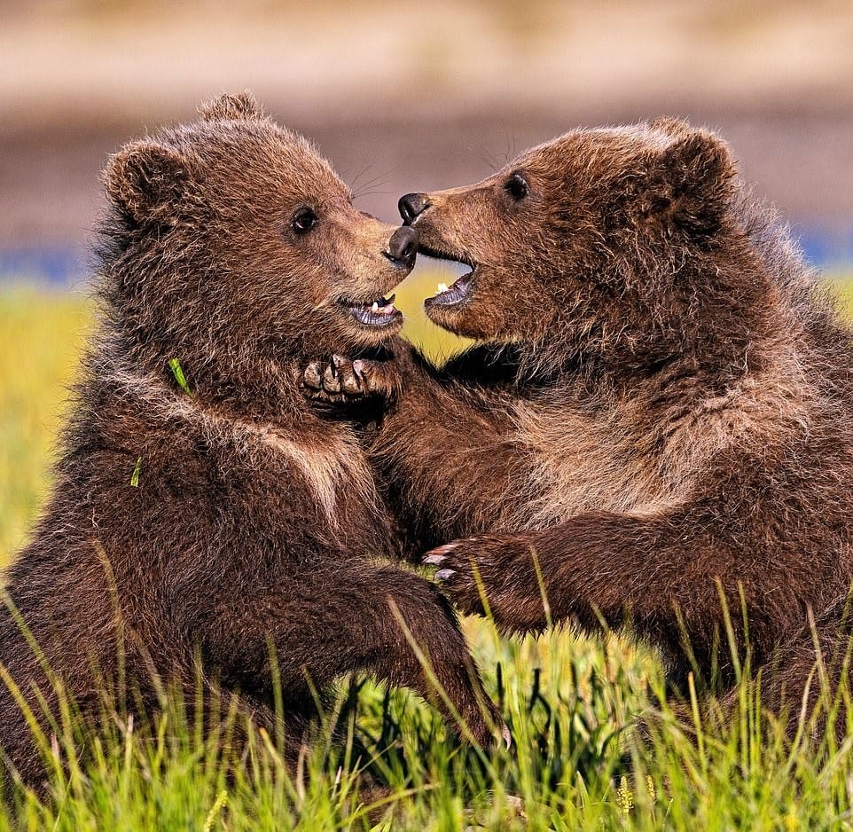 Два медвежонка фото