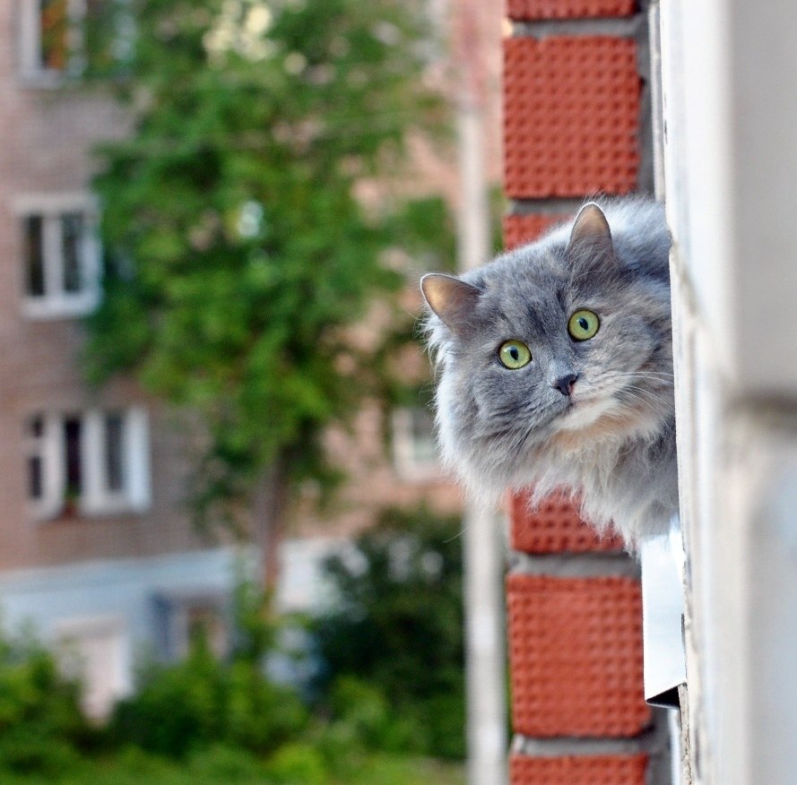 Картинка подглядывающий кот