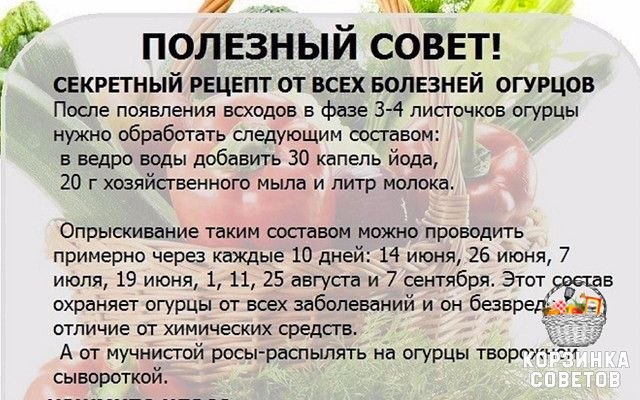 Дачные советы картинки