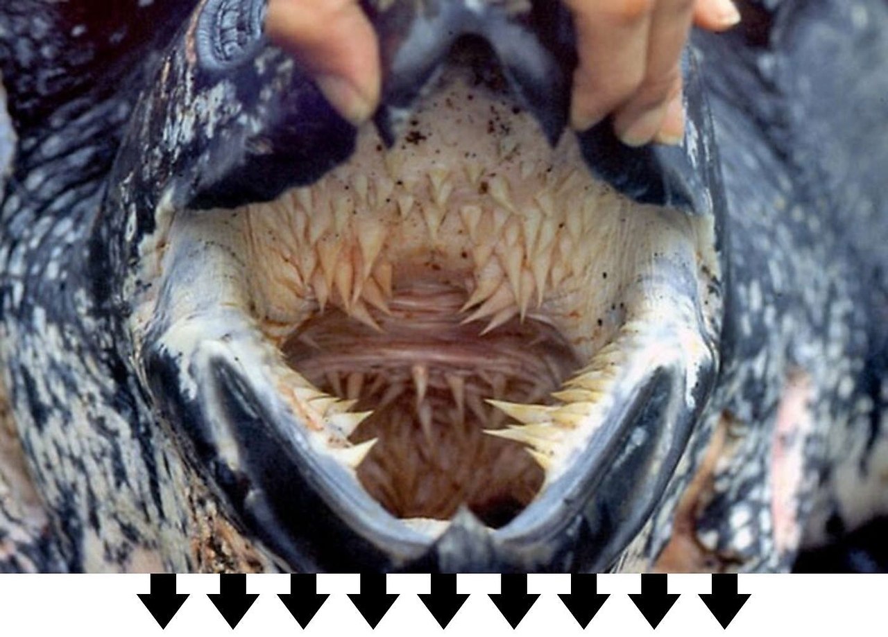 Морская кожистая черепаха зубы