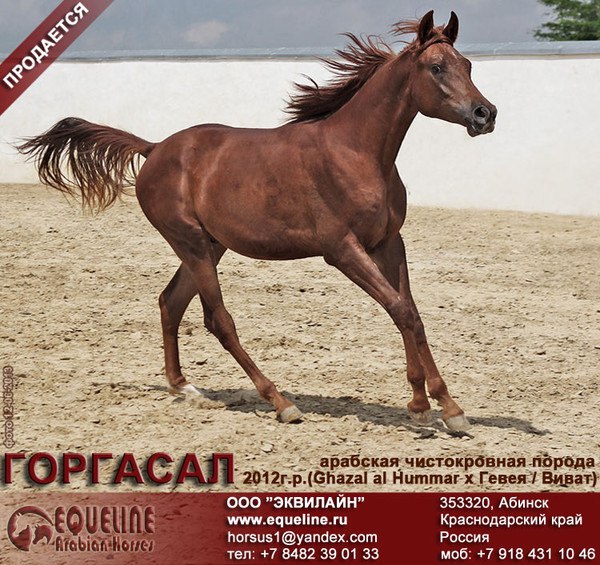 Лошади Фото Кирове Авито