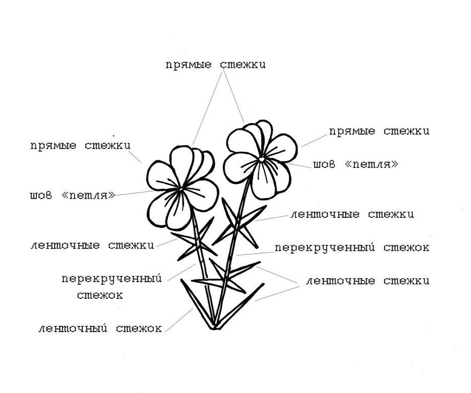 Незабудка схема цветка