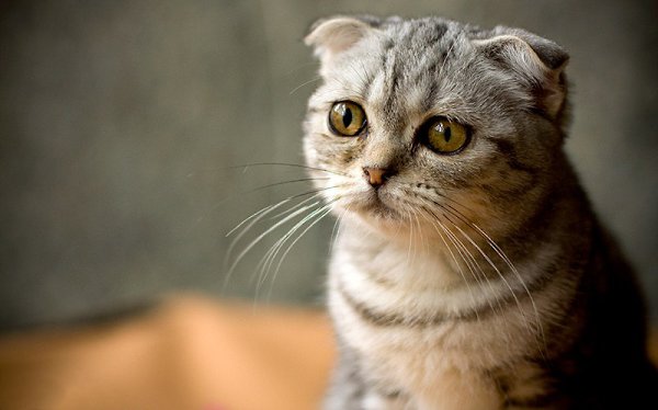 Картинка с надписью честно, открытка