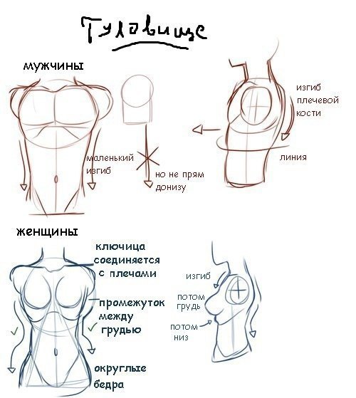 Как правильно нарисовать грудь