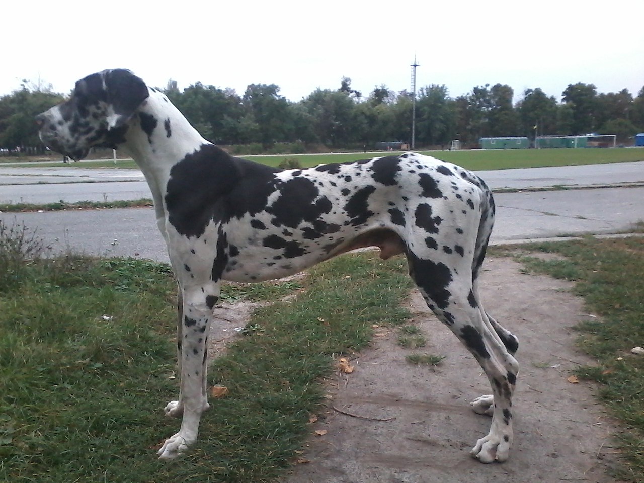 Фронтлайн мериал тв реклама. Heartgard plus для собак купить в россии. For plus. Садовая фигура дог лежачий. Собака бордосский дог французский мастиф.