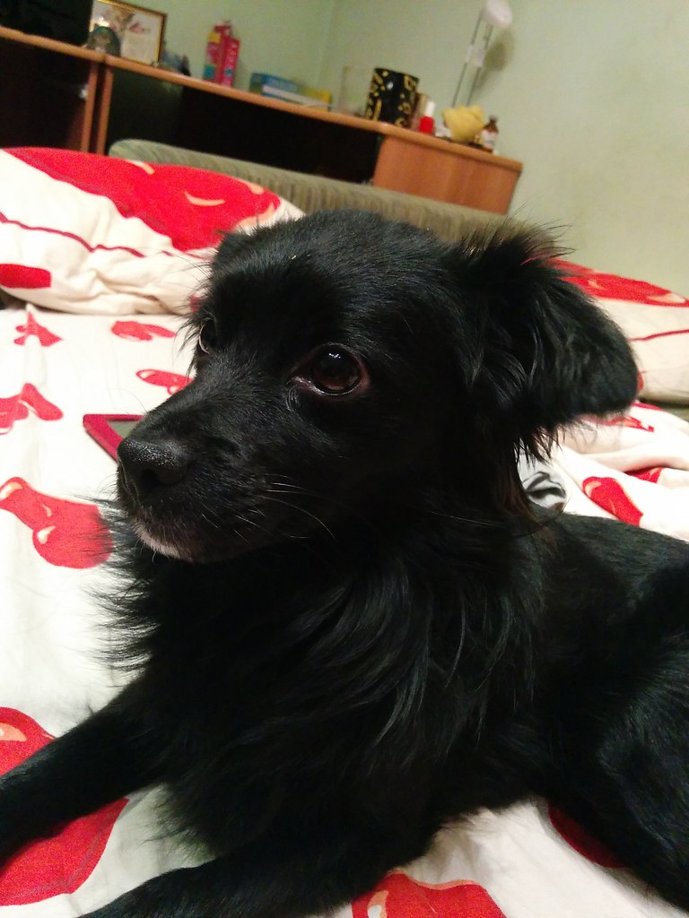 Собачки даром. Маленькие собаки даром спб. Щенки маленьких пород питомнике. Щенки породные даром. Комнатные собаки маленьких пород.