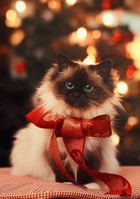 Новогодние Фото Котов Новогодние Фото Котов