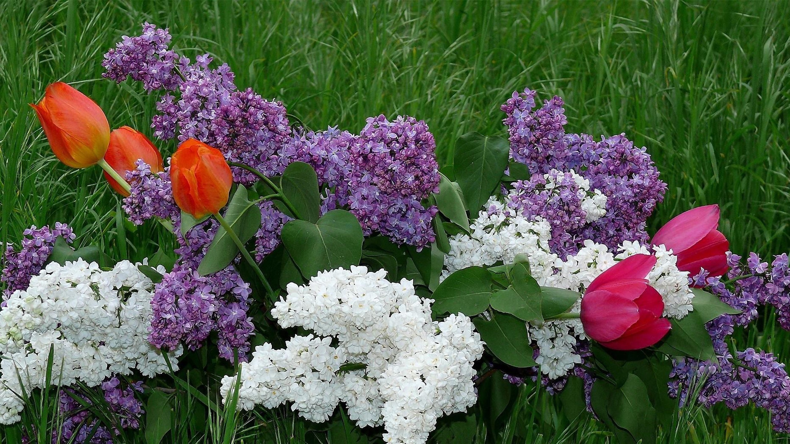 Фото весенних цветов в саду