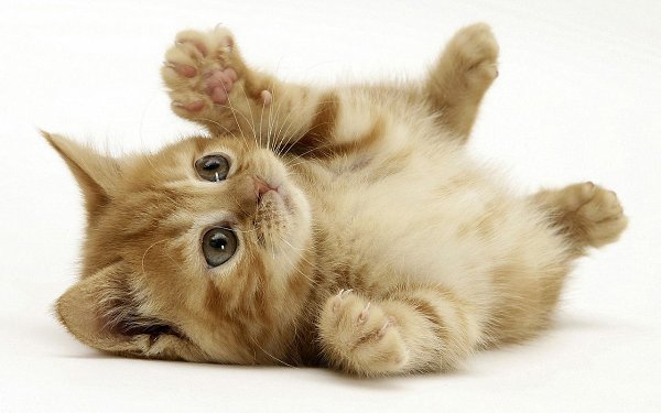 Добавьте себе на стену и через час у вас появится имя человека, который вас любит! Я была в шоке! :)