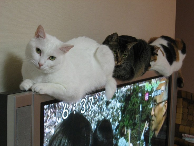 Котэ тв картинки