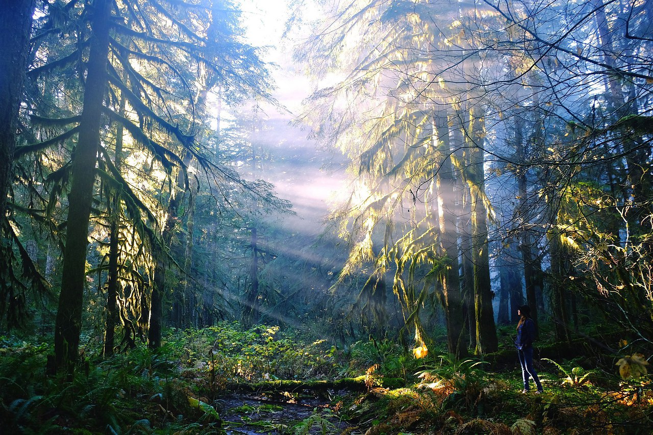 Орегон Вашингтон лес