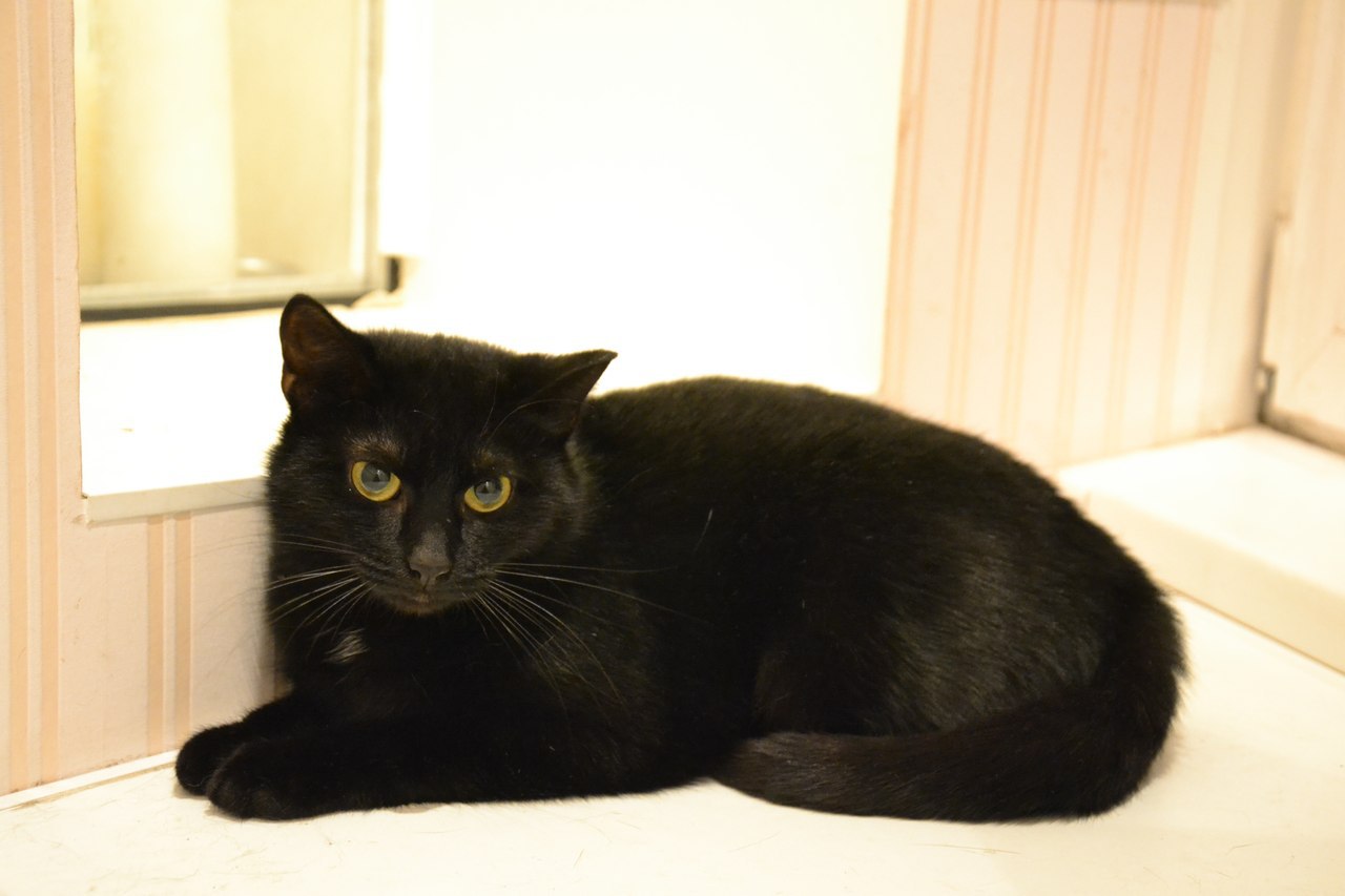 Купить кошку в курске. Чёрная кошка Курск. Стрижка черной кошки. Стрижки черных кошек. Черная кошка Муся.