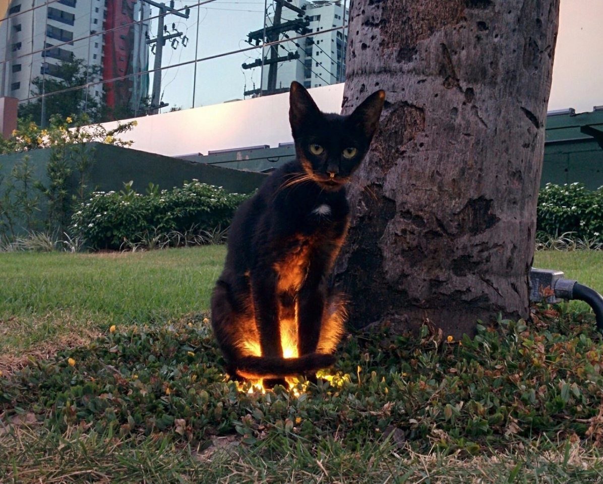 Кошка из ада