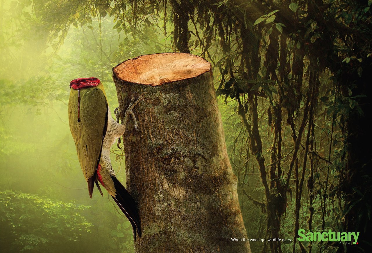 Символ исчезновения тропических лесов