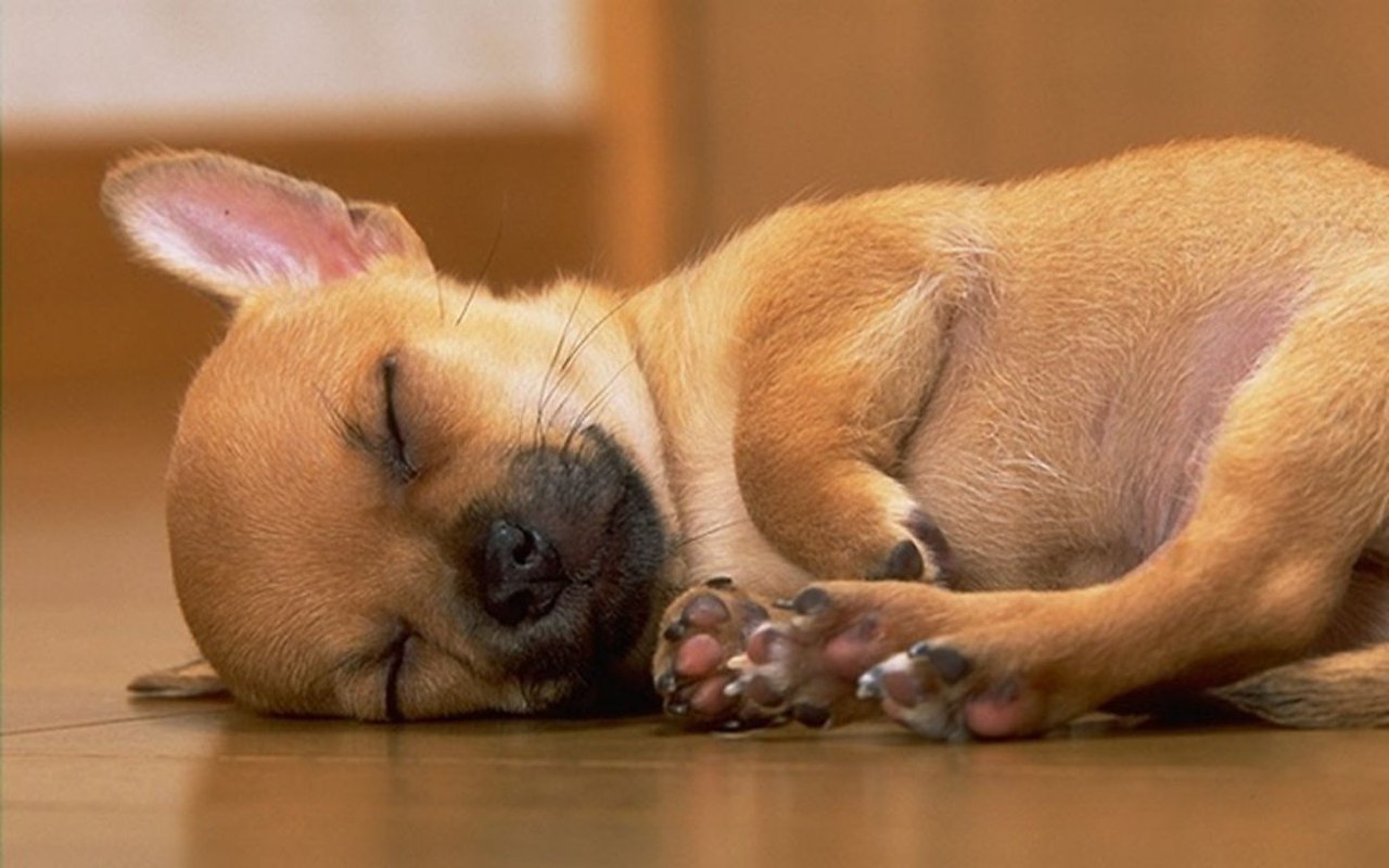 Спящая собака чихуахуа
