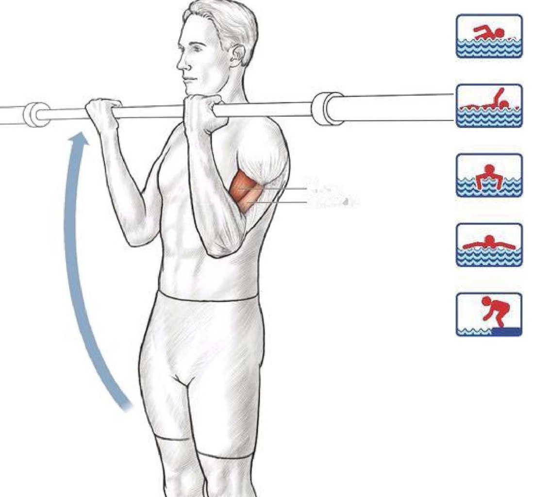 На рисунке изображены бицепс и трицепс что произойдет с этими мышцами если согнуть