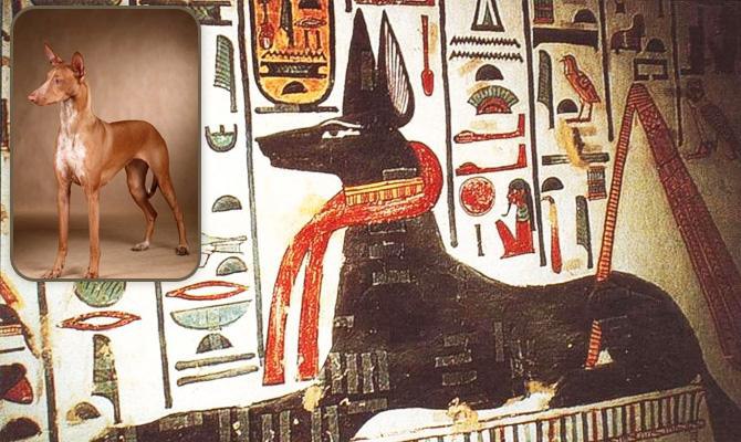 Собаки в египте