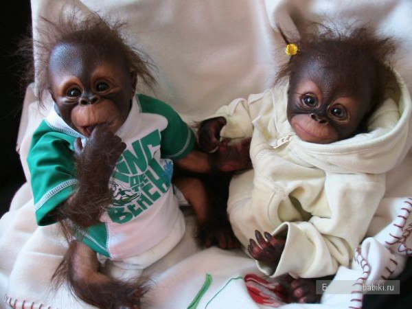 Маленькие обезьянки в одежде