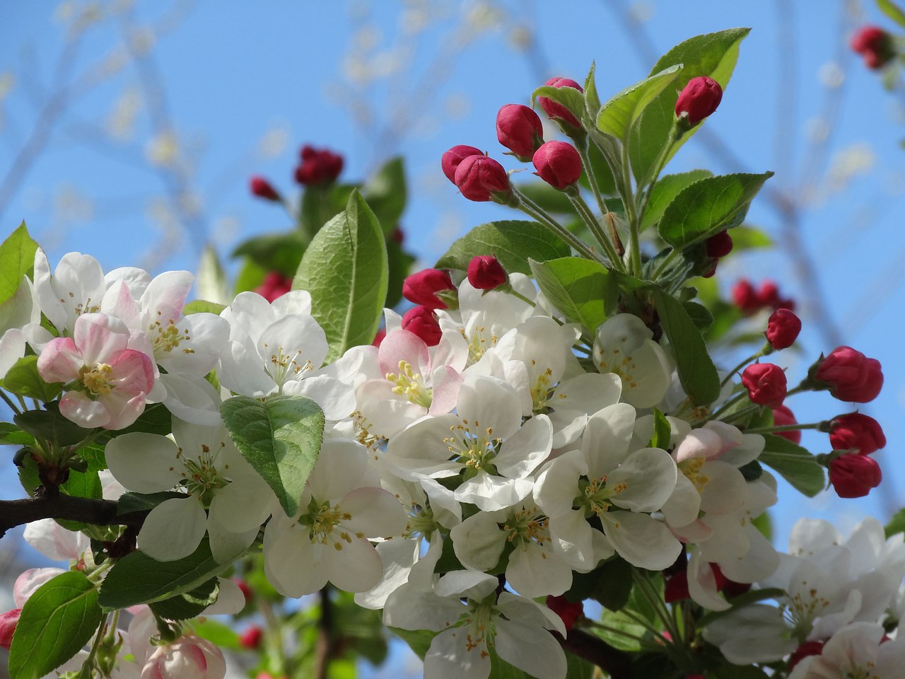 Яблони цветут весной. Яблоня обильноцветущая. Яблоневый сад яблоня цветет. Майский Цветущий Яблоневый сад.