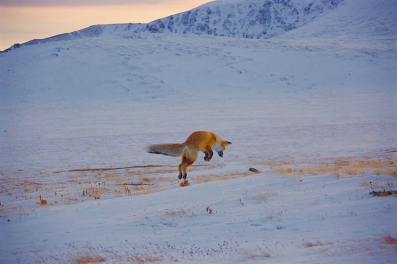 Чукотка животный мир