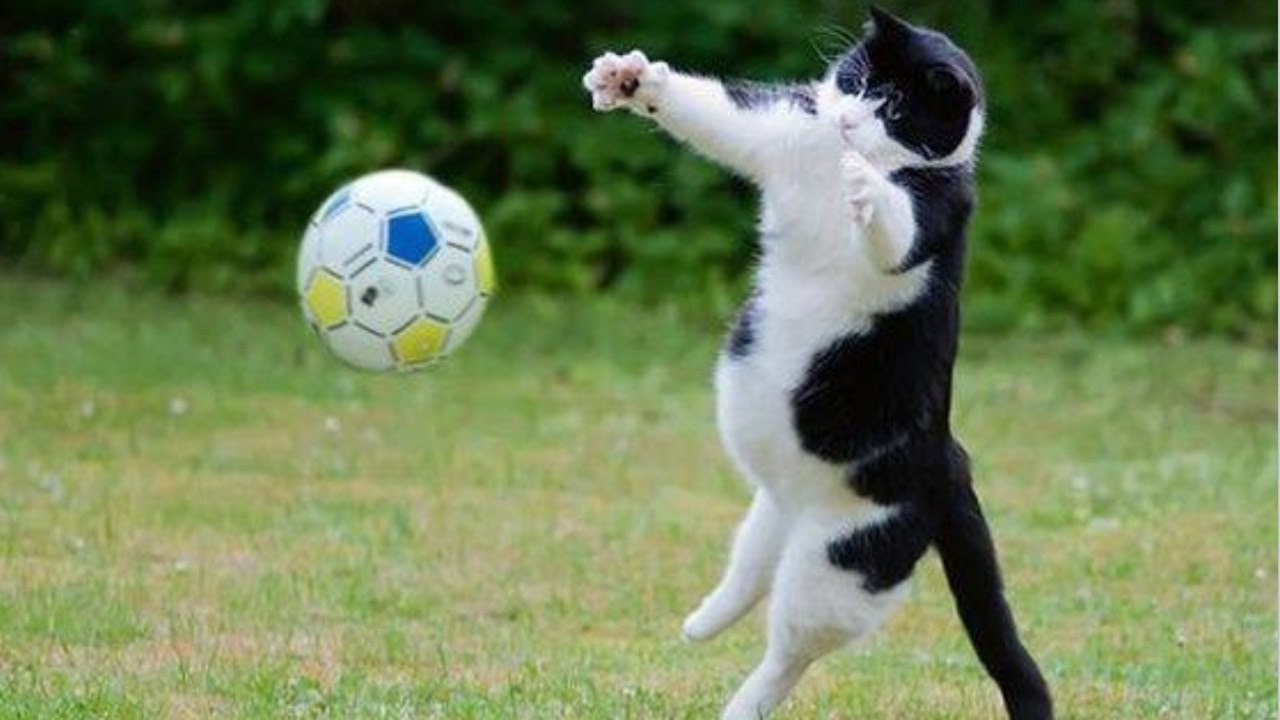 Спортивный кот