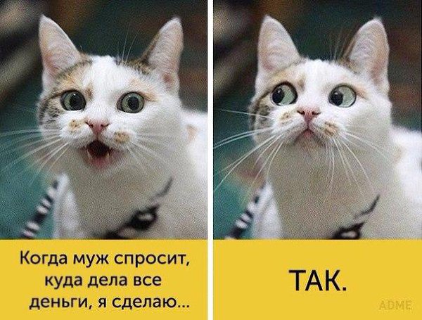 Котик как дела картинка