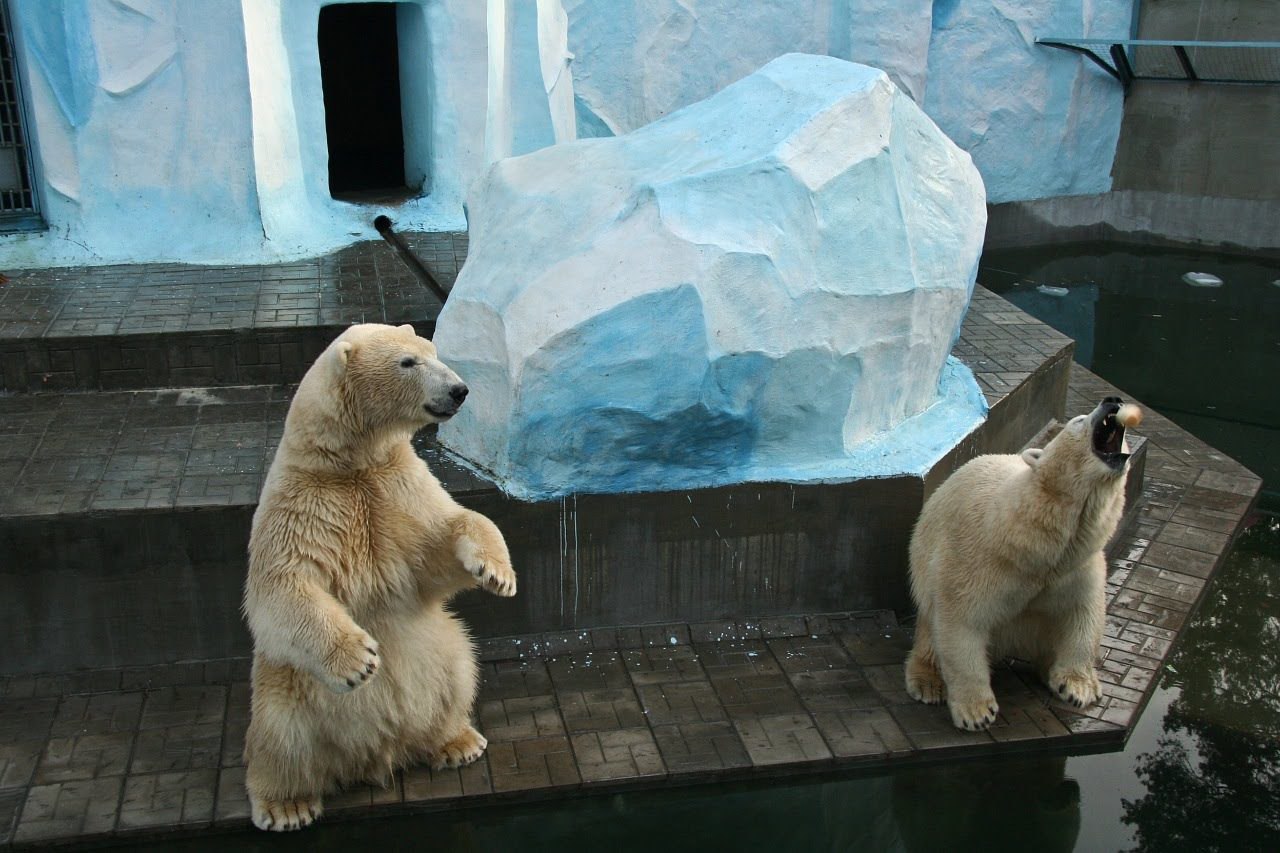 Зоопарк Новосибирск белые медведи