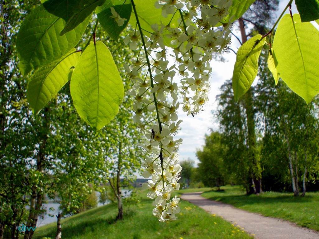 Село Константиново черемуха