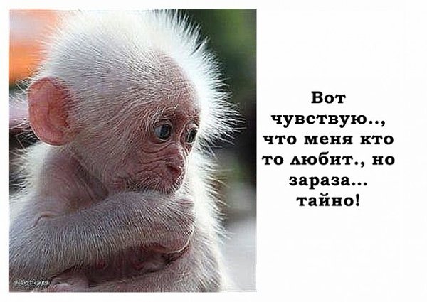 Зараза я прикольные картинки, про