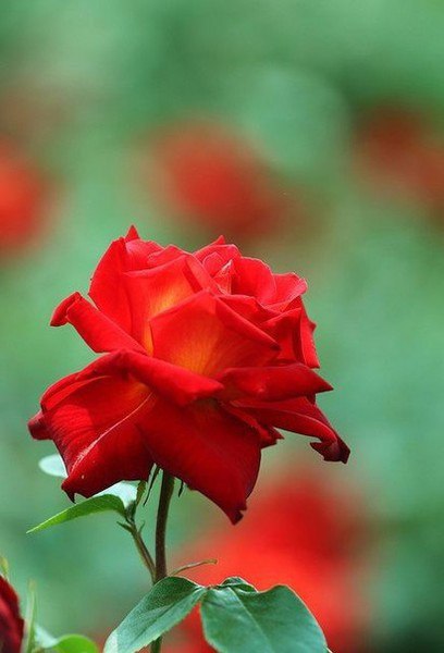 Розы Фото Людей
