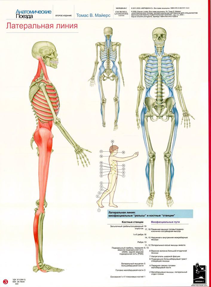 Миофасциальные поезда картинки