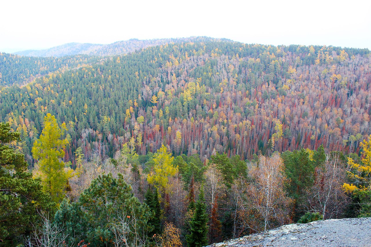 Лес Красноярск Фото