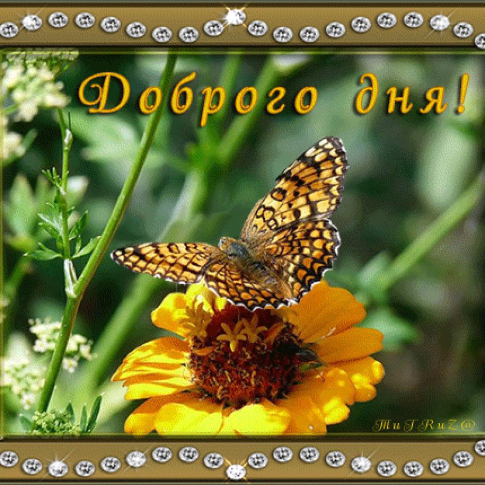 С Днем Бабочек Фото