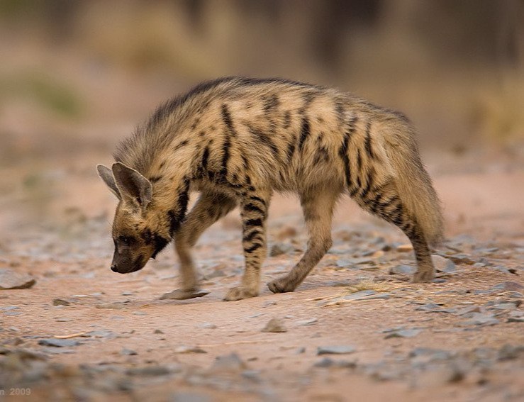 Emperor Goose, American Bison, maned Wolf, Margay, Pampas Cat, Striped Hyena, Tiger, Shark