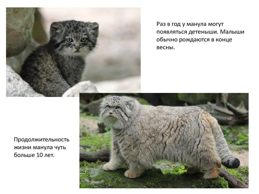 манул животное красной книги. манул информация из красной. занесен ли манул в красную книгу. манул сообщение о животном из красной книги. манул информация для детей.