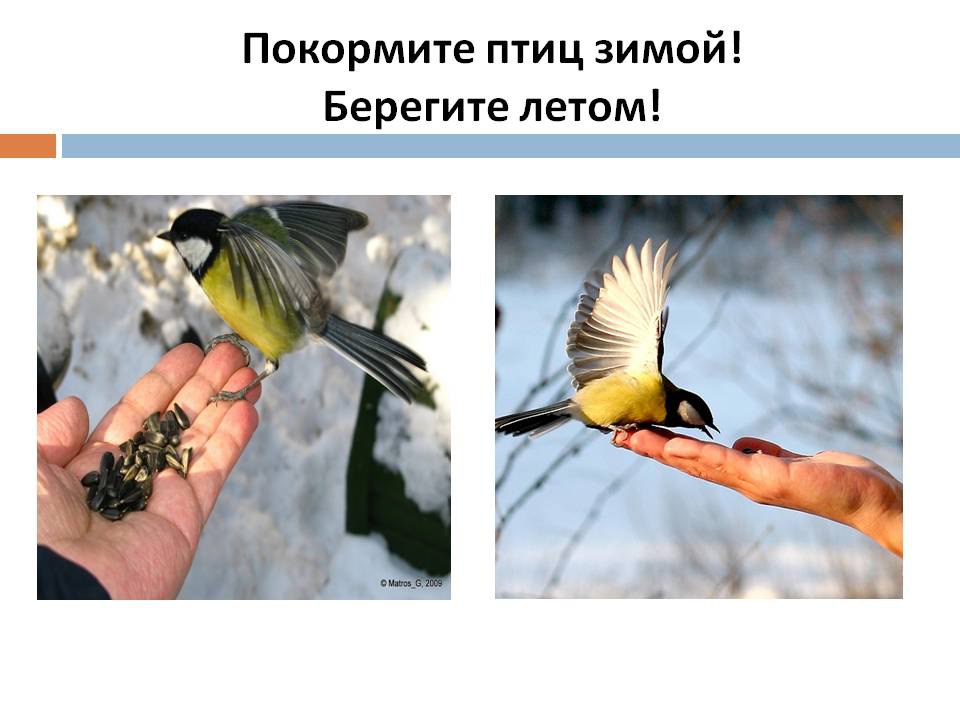 Берегите птиц картинки