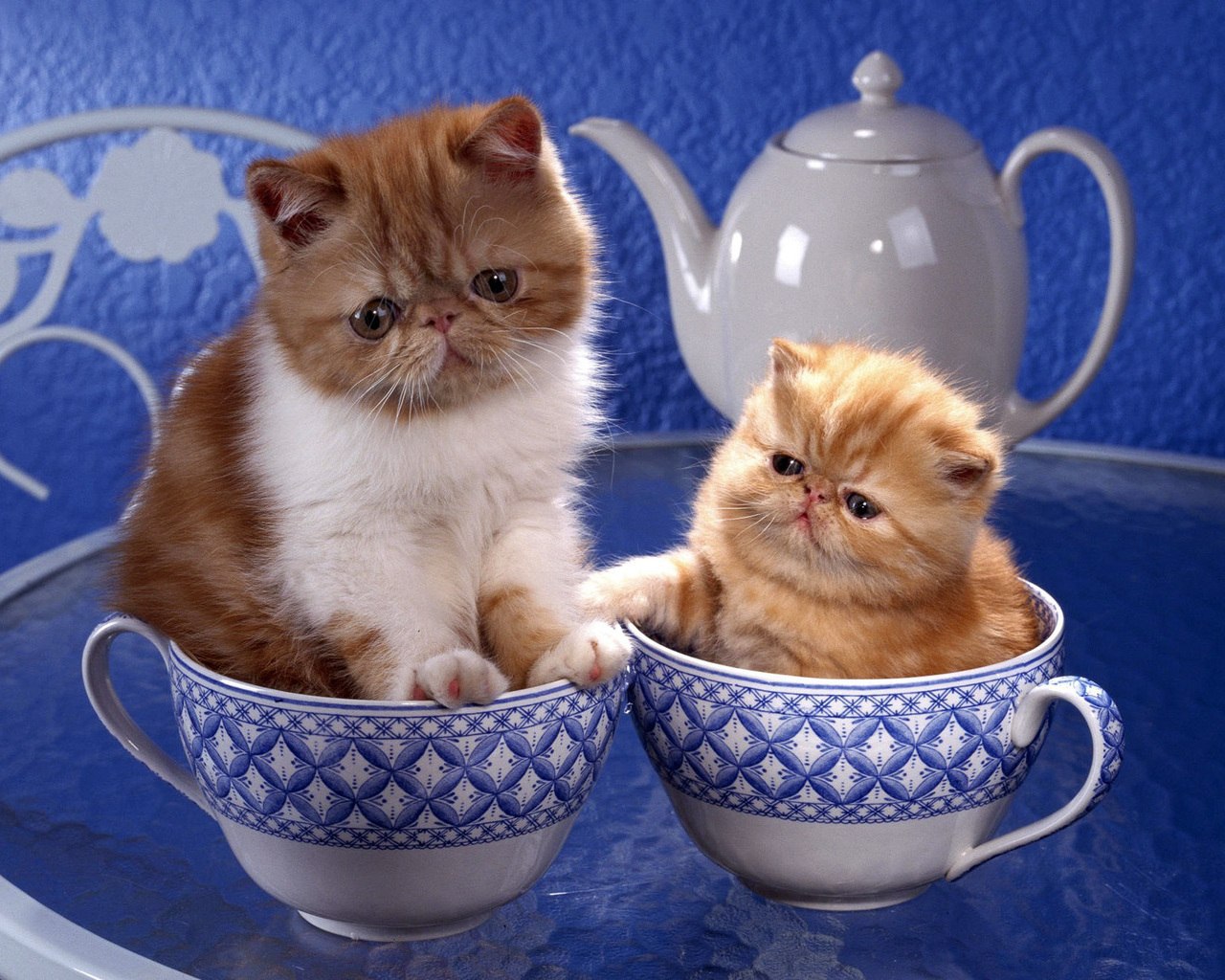 Хорошего дня котик