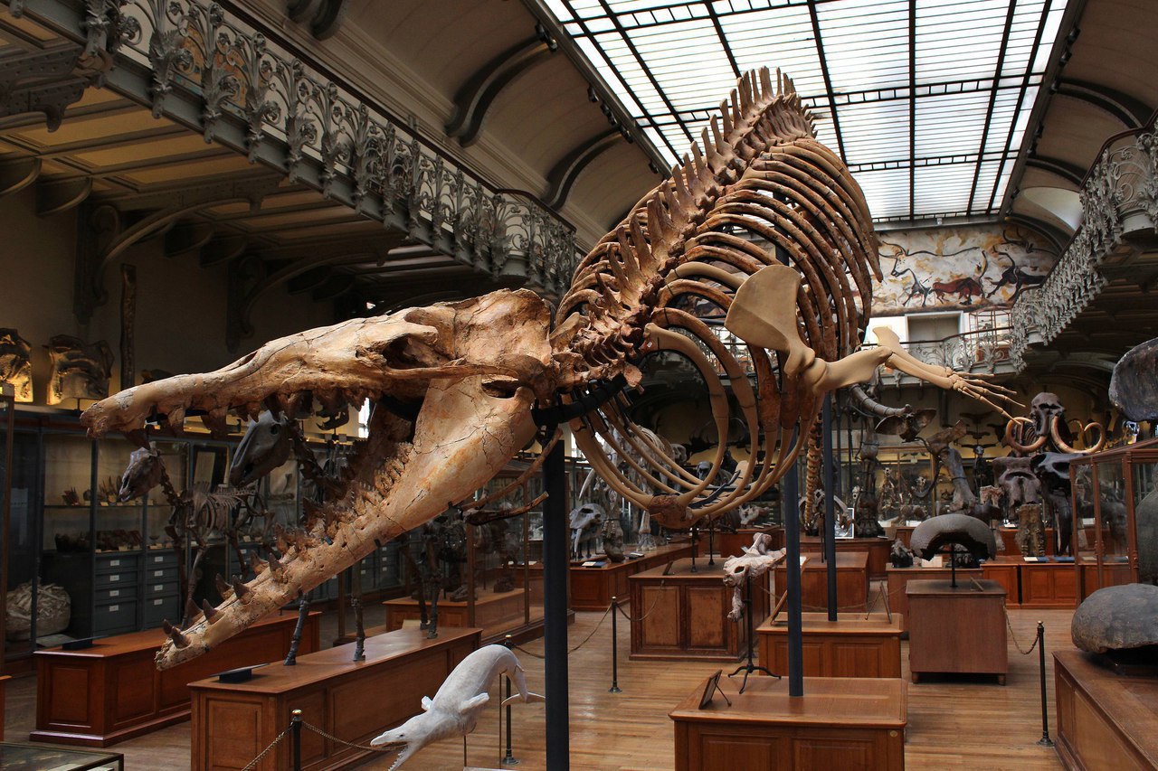 Палеонтологический музей (Париж)