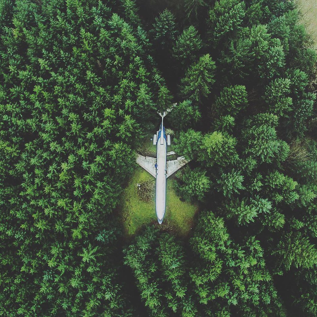 Лес вид с дрона